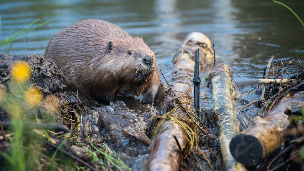 Beaver in the water with logs