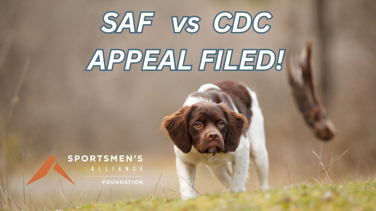 A hunting dog spaniel puppy training on a thrown wing