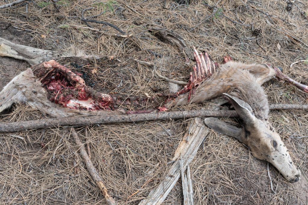 The carcass of a dead deer killed by a mountain lion lying on the forest floor its organs eaten