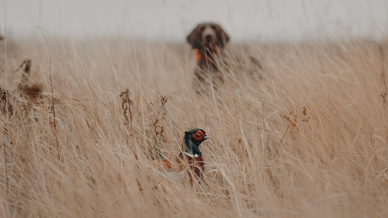pheasant bird hiding from a hunting dog