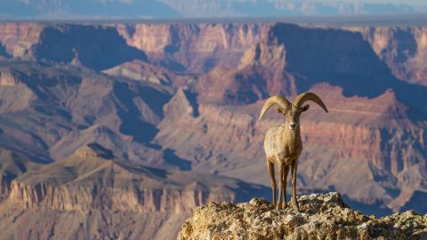 Desert Big Horn Ram Sheep at Grand Canyon