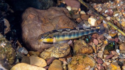 Roanoke darter Percina roanoka; Roanoke logperch, Hagerty, Ryan/USFWS