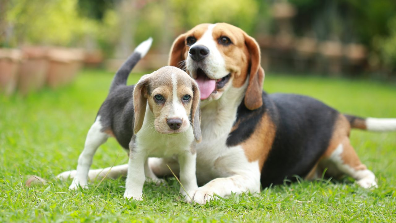 dog beagle puppy AS