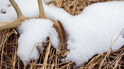 Close up of a Wisconsin White tailed Deer antler shed laying on the ground in April with snow