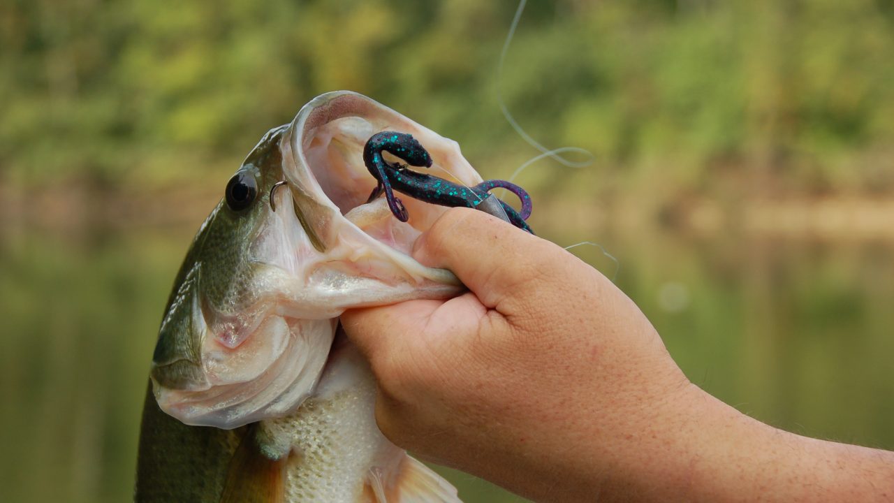 Fisherman holding a lipped bass with a purple soft plastic lizard and lead weight in its mouth.