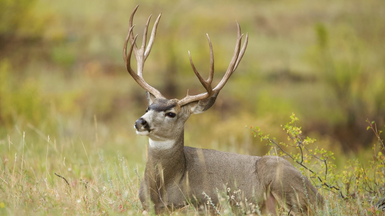 Mule Deer buck with huge antlers bedded in a meadow during the autumn deer season