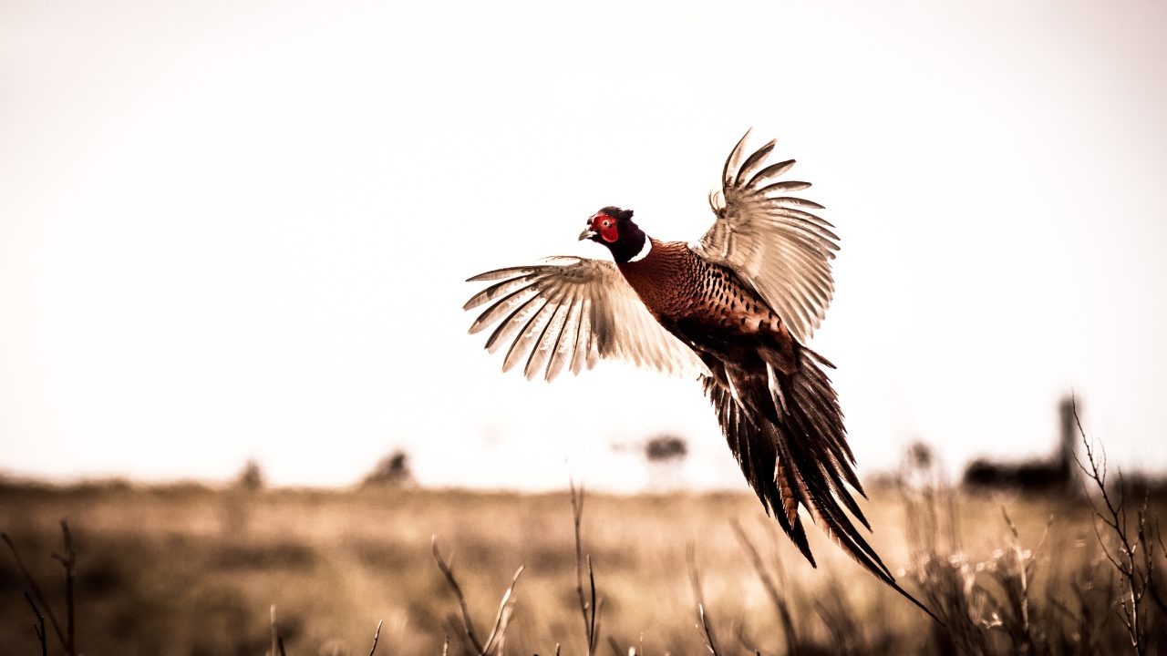 Pheasant (Phasianus colchicus)
