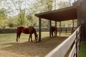 belle meade horses