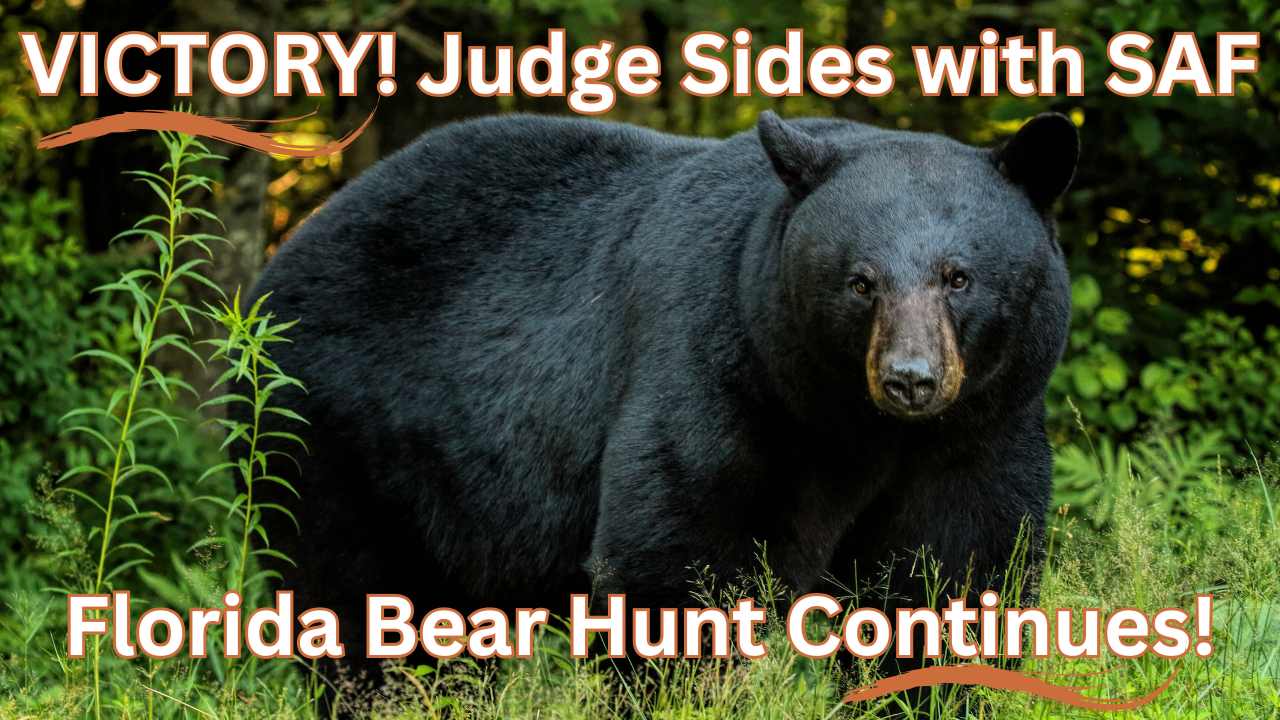 bear hunt ruling continues fl
