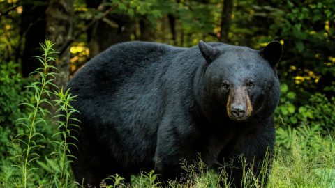 black bear large closeup field
