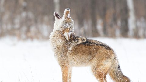 coyote howl snow