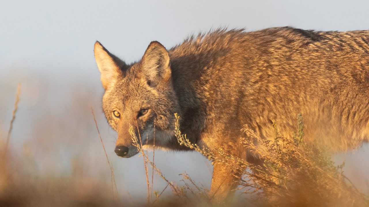 coyote walking glare