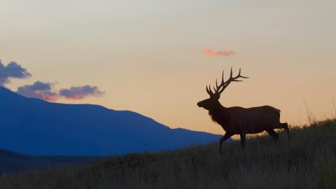 hunting elk silhouette mountains