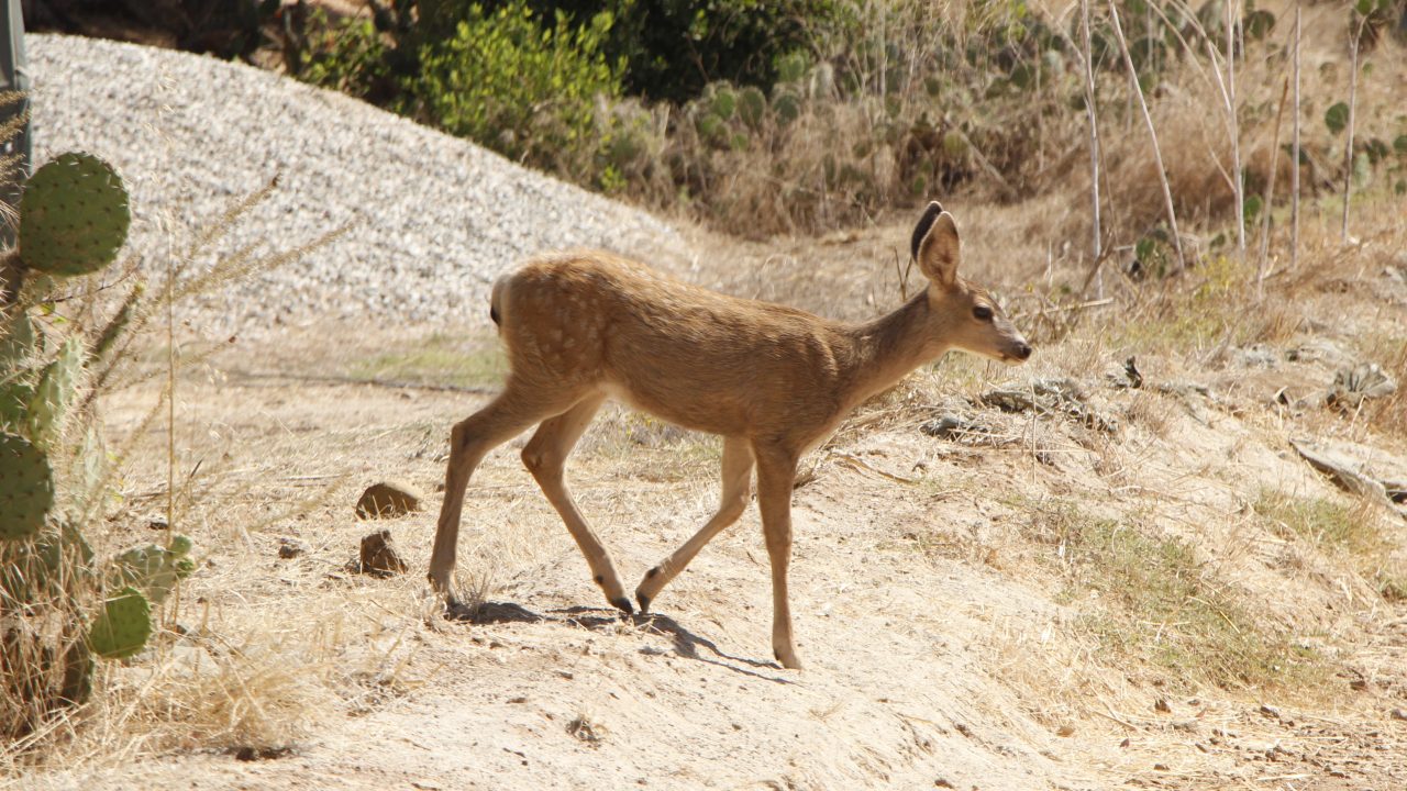 Catalina Deer