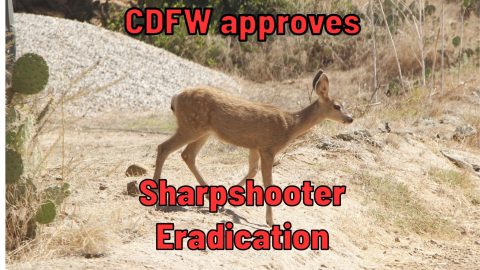 Catalina Eradication