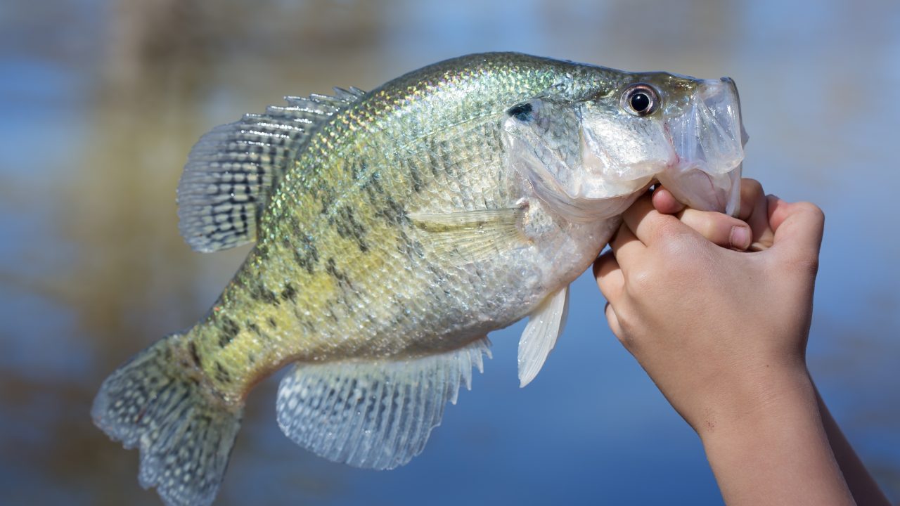 Crappie