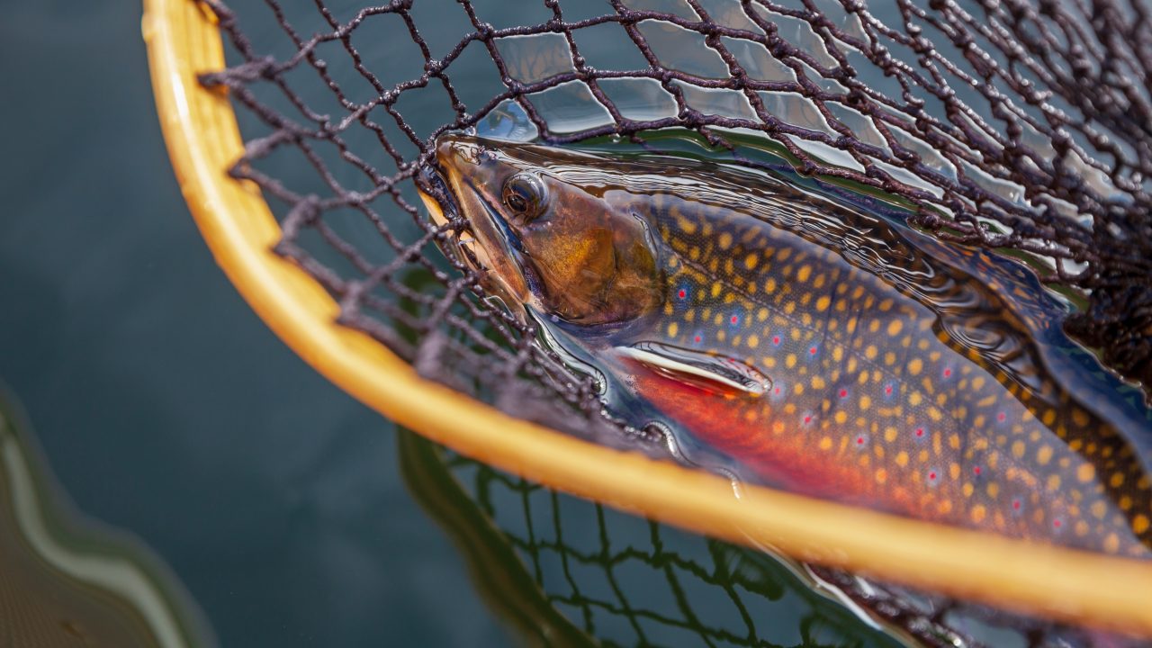 brook trout