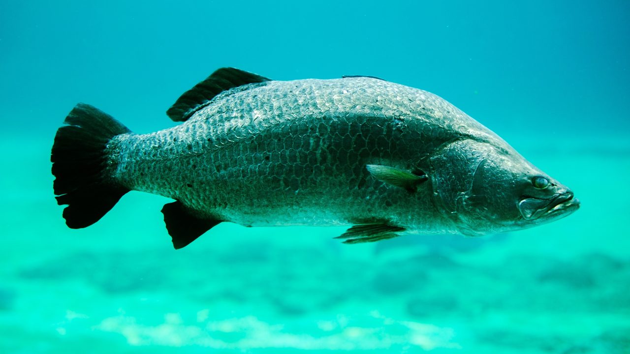 Fish - White Seabass