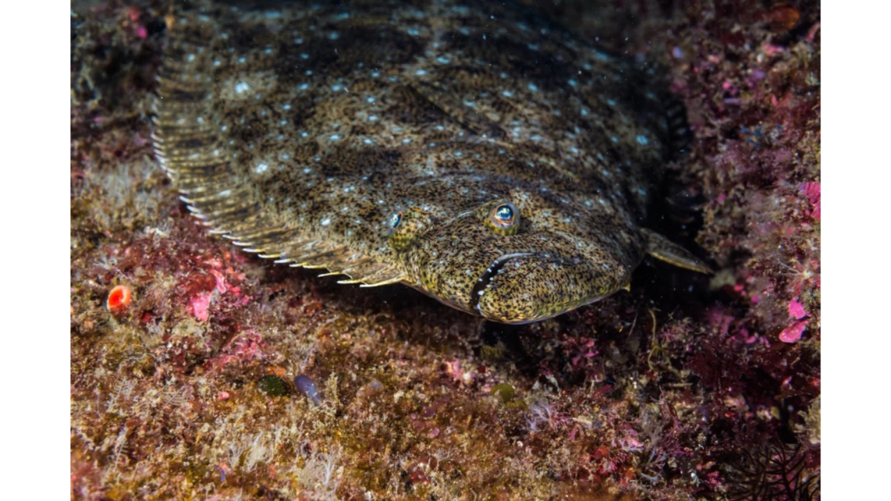 Fish - Pacific Halibut