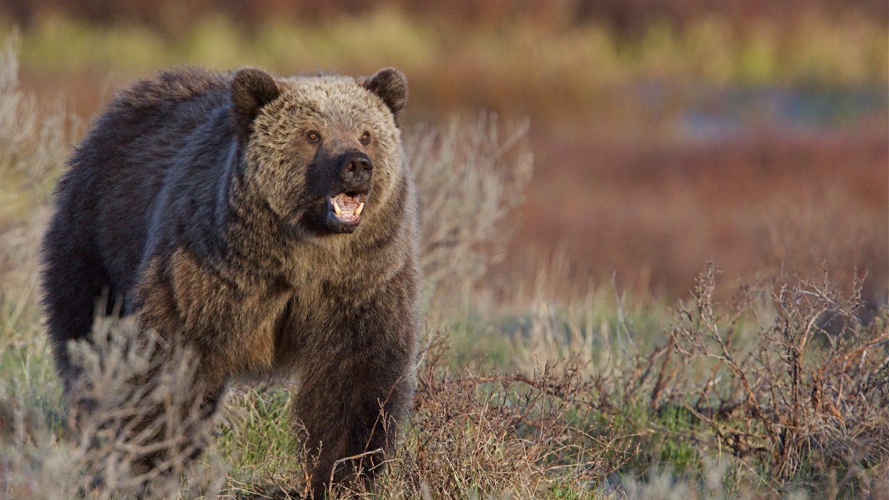 Grizzly yellowtone AS