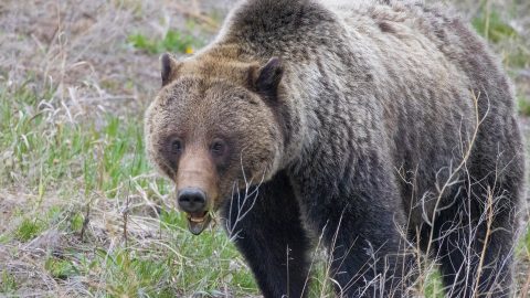 grizzly female yellowstone