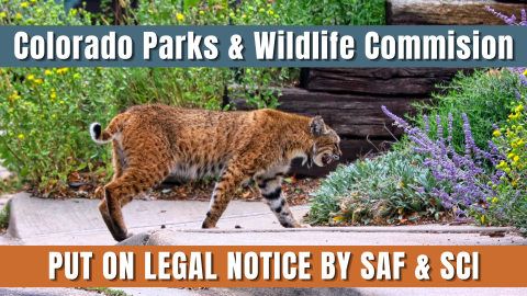 Sportsmen's Alliance and SCI threaten Colorado commission with legal action over furbearers. a bobcat walks down the street of Boulder, Colorado.