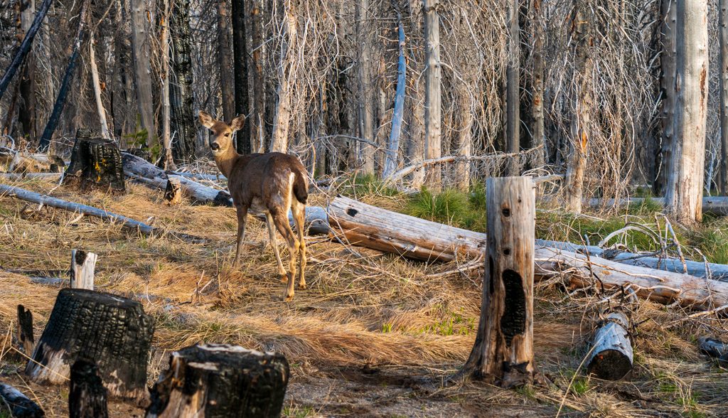 mule deer doe gifford pinchot national forest AS