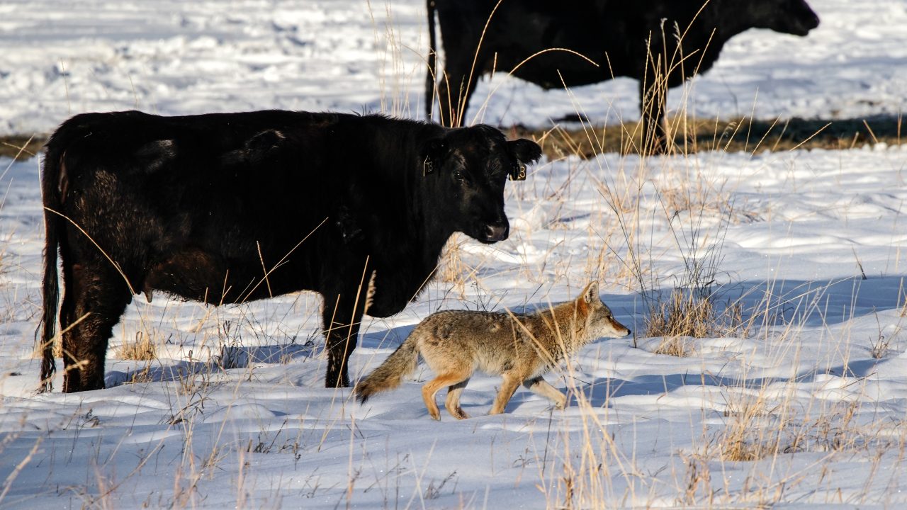 A coyote hunting in the snow among a herd of domestic cattle.