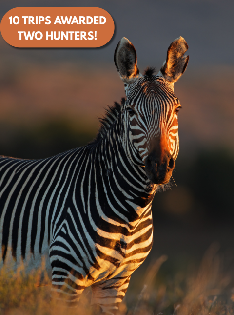 Mega Prize African Safari for Two, zebra