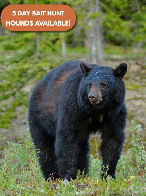 Mega Raffle Prize: Maine Black Bear Hunt Foggy Mountain Outfitters
