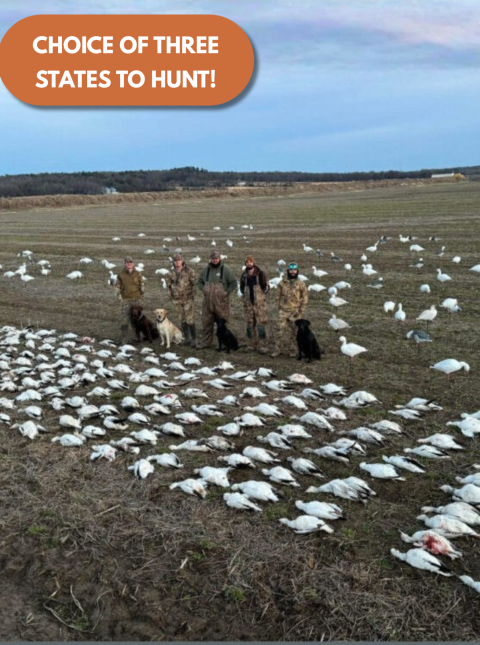 mega snow goose