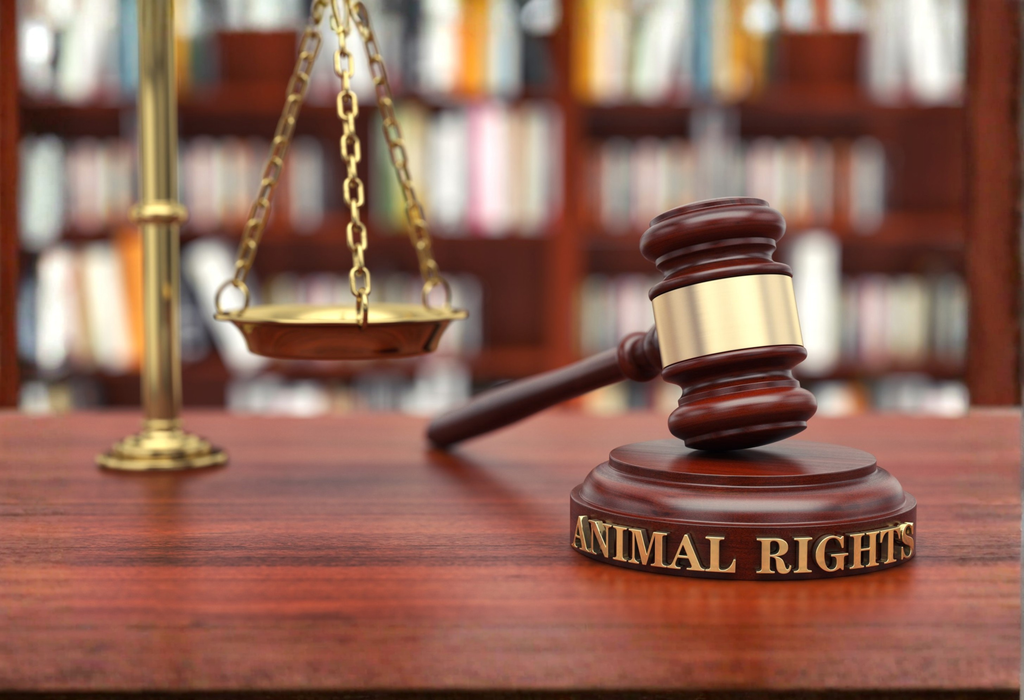animal rights scales gavel expanded